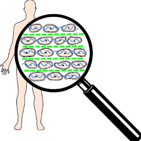 Perfekte Funktionsfähigkeit der externen und internen Zellmatrix