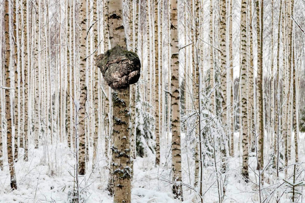 Birkenwald im Winter mit Chaga