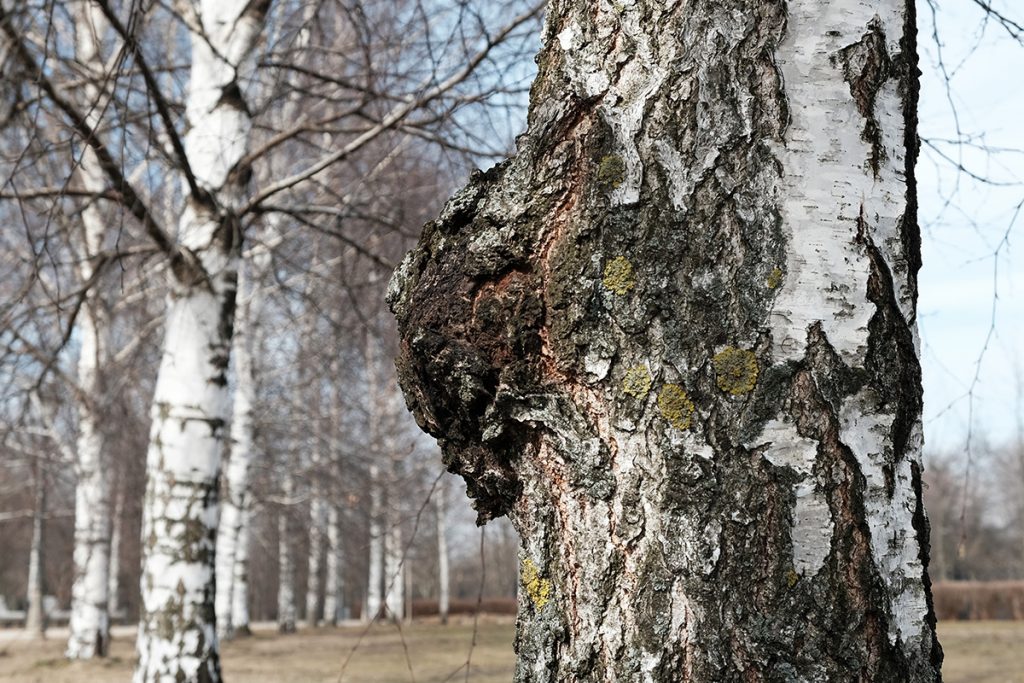 Chaga Pilz an einer Birke