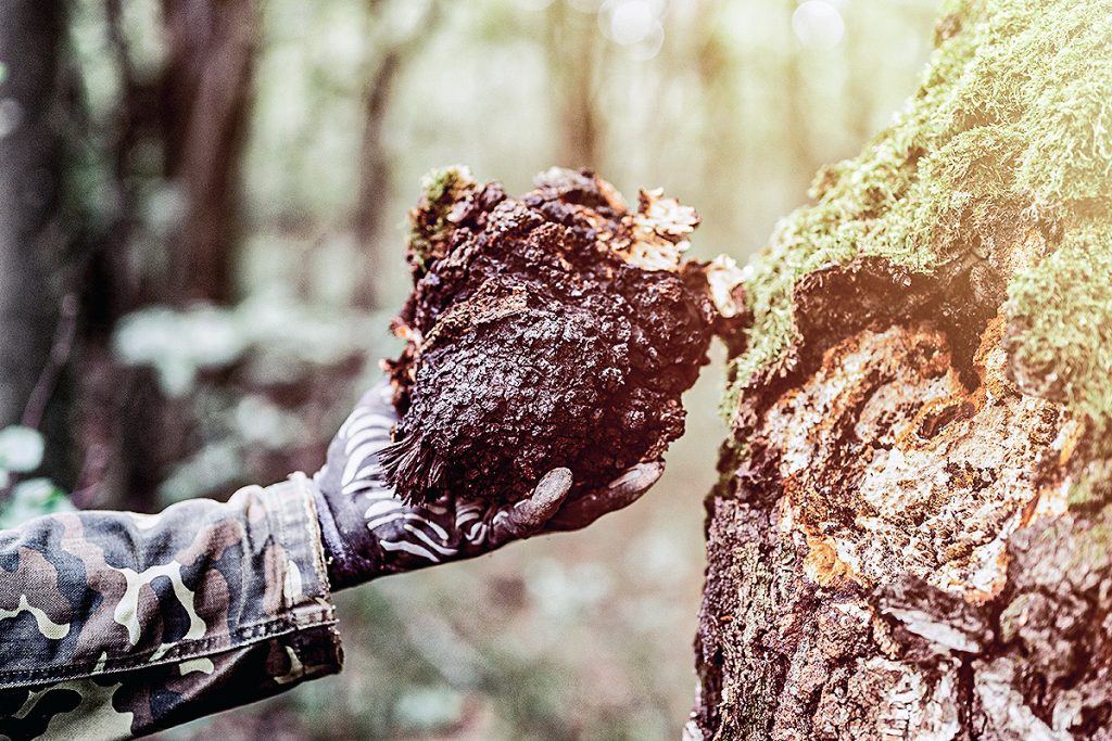 Chaga Pilz an einer Birke